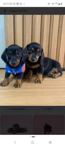 Lindos demais - filhotes de Basset a pronta entrega - Alfenas MG 