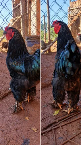 Galos e galinhas de raça