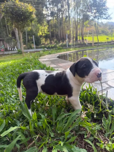 Filhote Dogue Alemão