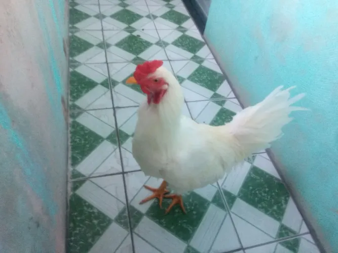 Galinha. Caipira. Frango. Branco. Leia.