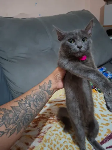 Gata fêmea doação