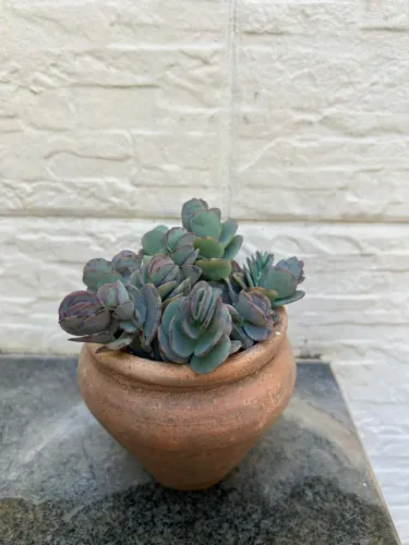 Vaso de planta com suculentas