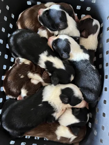 Border collie