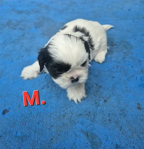 Shih Tzu pequeno e encantador