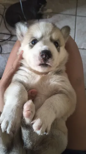 Filhote de husky siberiano fêmea com olho azul