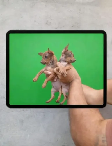Macho e Fêmea de Pinscher - Muito Brincalhões e Saudáveis
