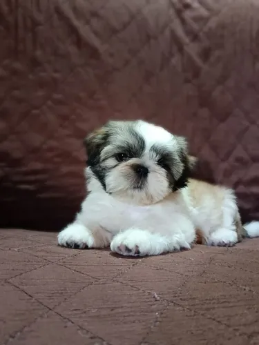 Filhote de shihtzu fêmea pra vender 