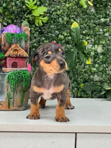 Dachshund maravilhoso arlequim 