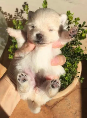 Chihuahua lindo demais