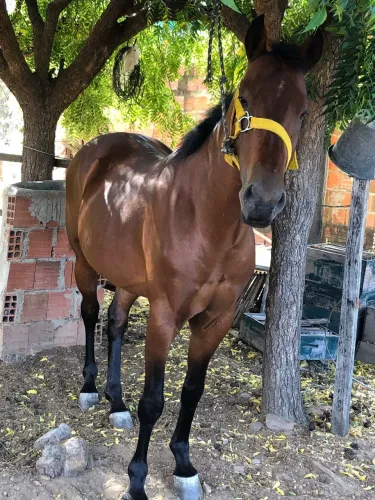 Cavalo quarto de milha