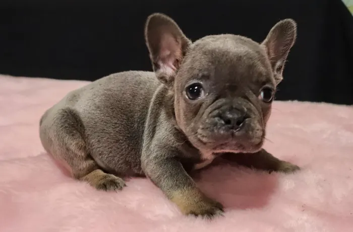 Filhotes de Bulldog Francês