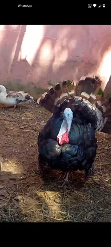 Vendo Aves saudáveis
