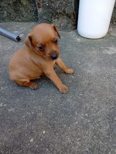 Pinscher