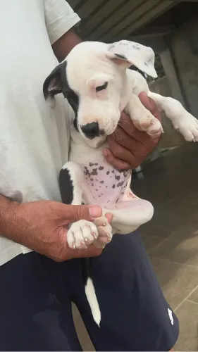Filhote pitbull macho