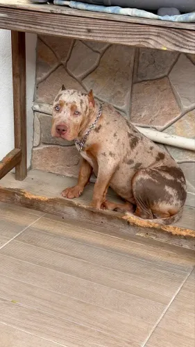 Pit Monster 