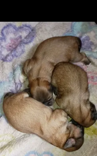 Shitzu lindos pra reserva 