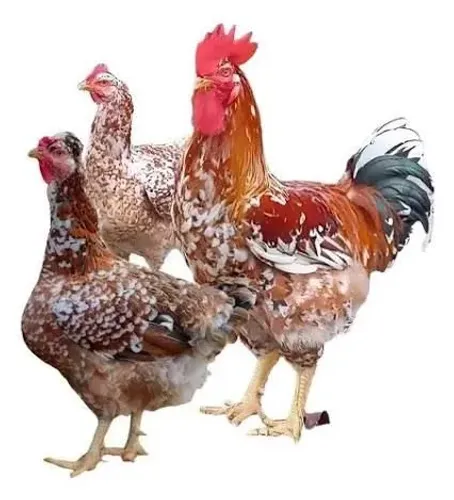 Ovos de Gsb mil flores (raça pura)