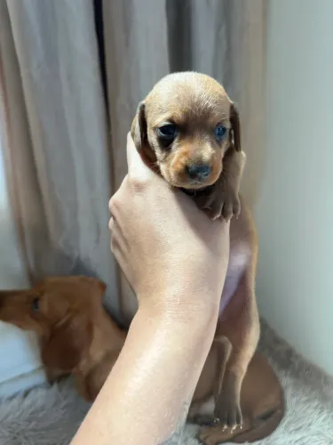 Baby Dachshund(Salsichinha) Macho.