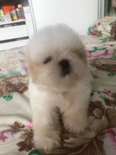 VENDO SHIH TZU....... MACHO