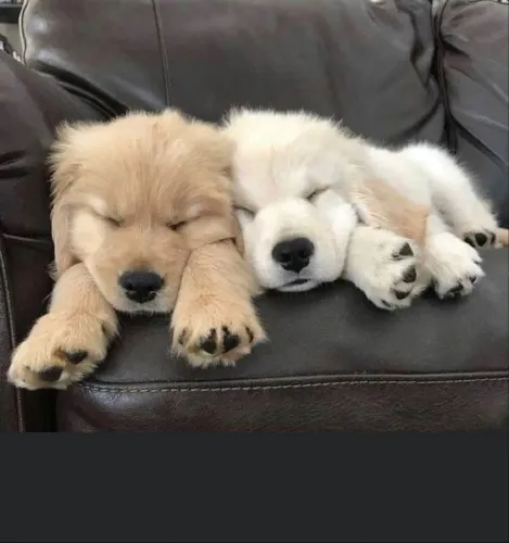 Golden Retriever - Fofura Que Encanta 