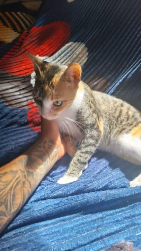 GATINHA CASTRADA PRA DOAR