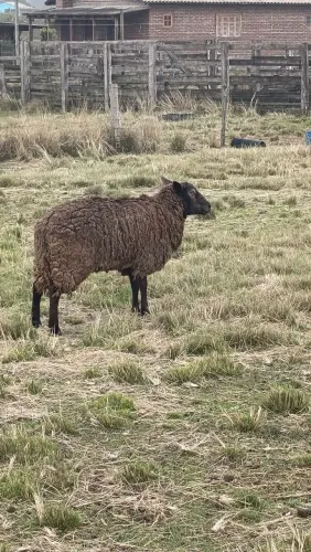 Carneiro Texel preto