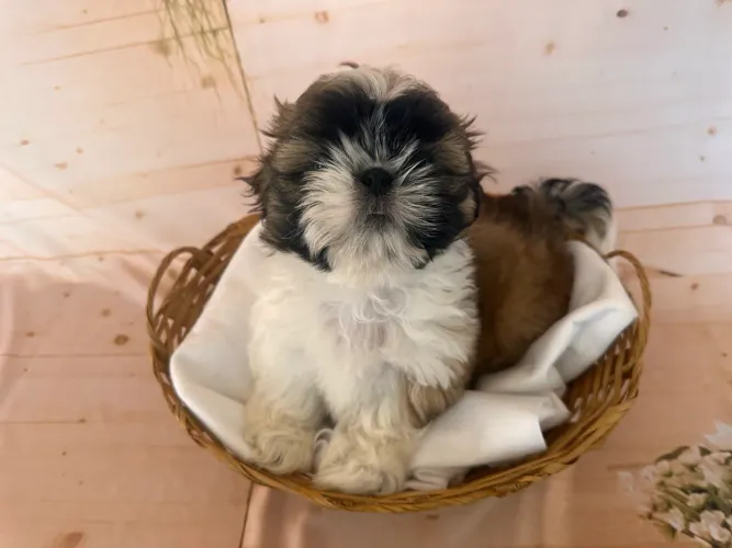 Vendo Filhote de Shih Tzu