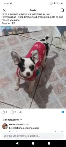 Chihuahua Fêmea pelo Curto com 4 meses