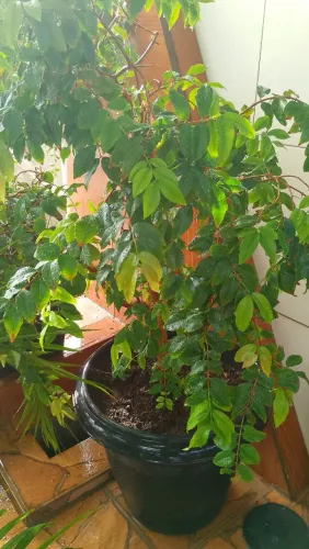 Pé de Jaboticaba enchertada,já com frutos