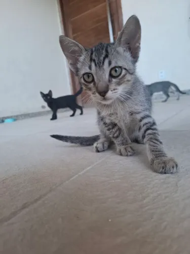 Gatinhos para Adoção