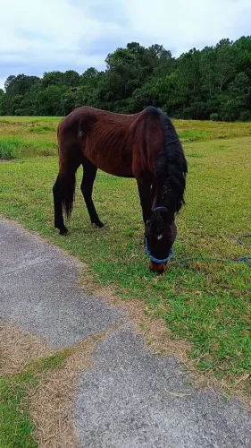 Cavalo bem barato