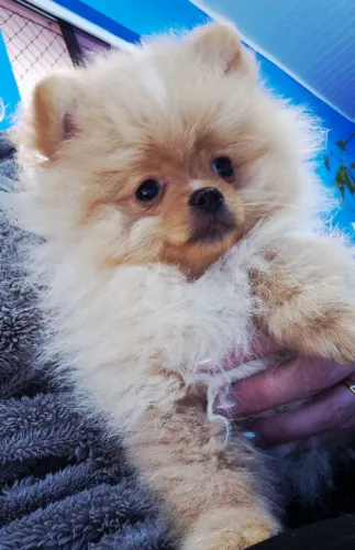 Lulu da pomerania pequeníssimo