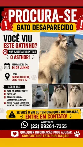 Procura - se gato perdido .