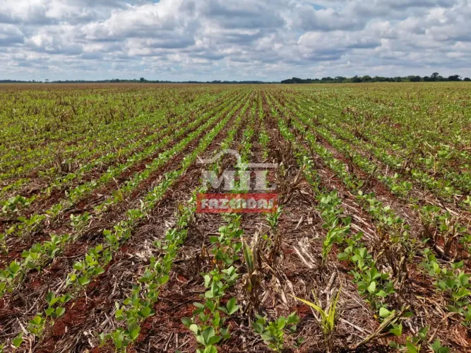 Fazenda 88 Alqueires (428 hectares) Ácreuna - GO