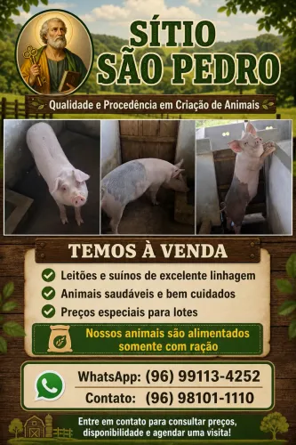 Porcos à venda