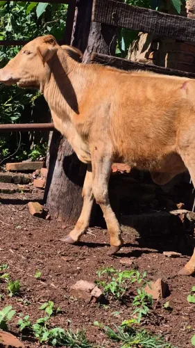 Novilha 1 ano