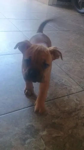 Fêmea American bully