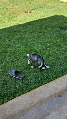 Mini cabrito/ mini Cabra 