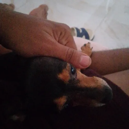 Pincher 