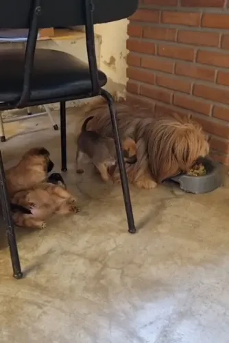 VENDO FILHOTE DE YORKSHIRE COM LULU DA POMERÂNIA.