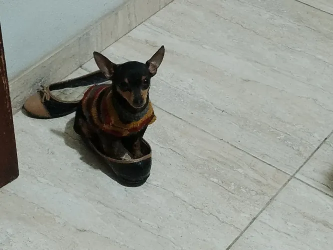 Pinscher zero macho reprodutor adulto 