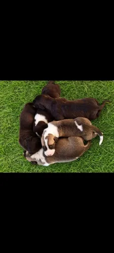 Dog alemão 
