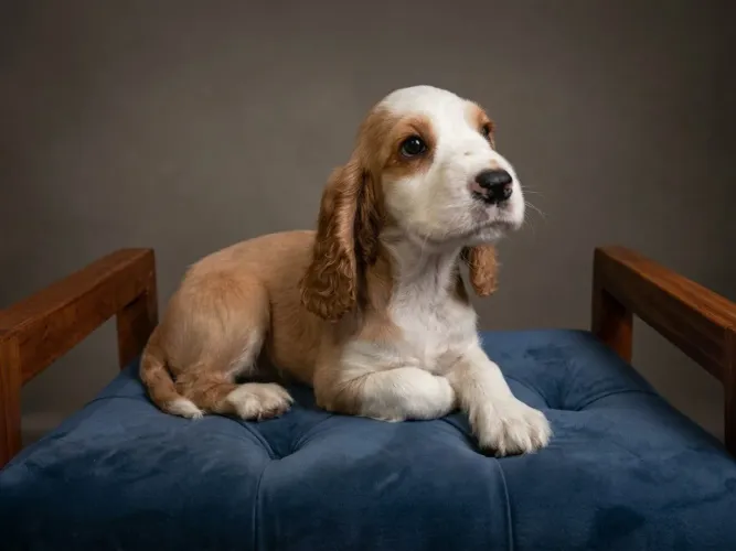 Cocker spaniel inglês