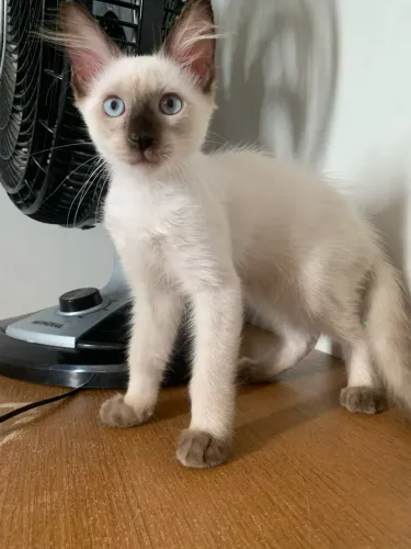 doação de gato