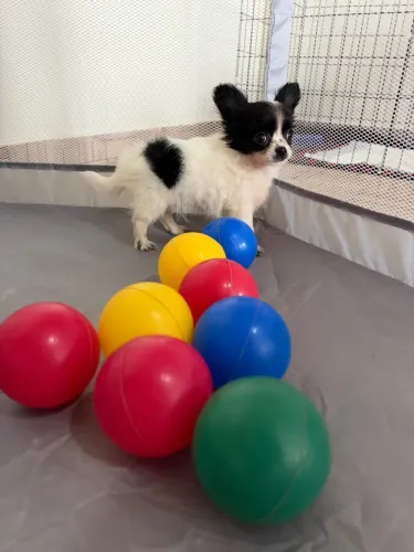 Chihuahua pelo longo macho
