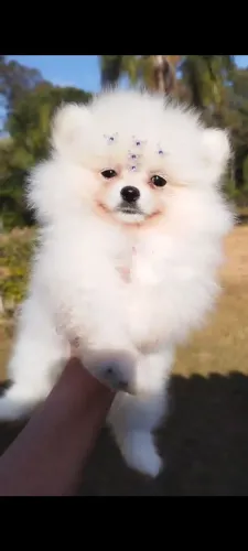 Spitz alemão filhotes Lulu da Pomerânia