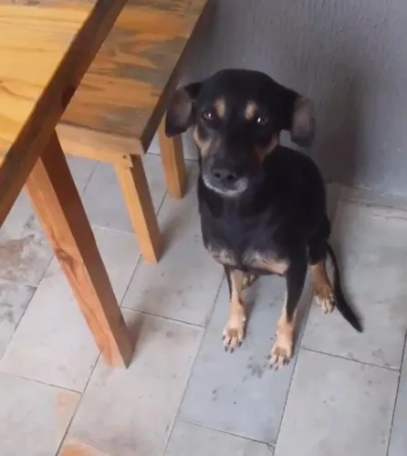 Doação de cachorrinha