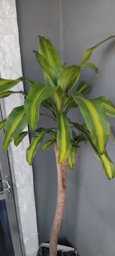 Planta Pau d'água variegata no vaso
