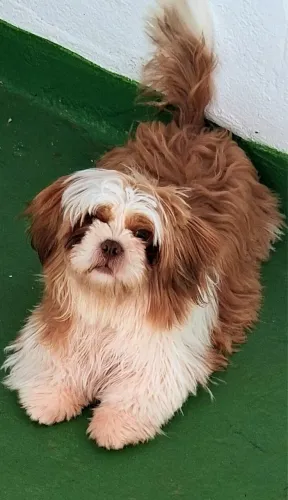 Cachorro Shih Tzu 