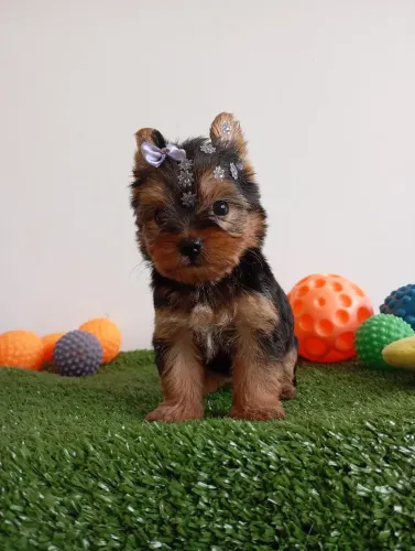 YorkShire terrier fêmea 